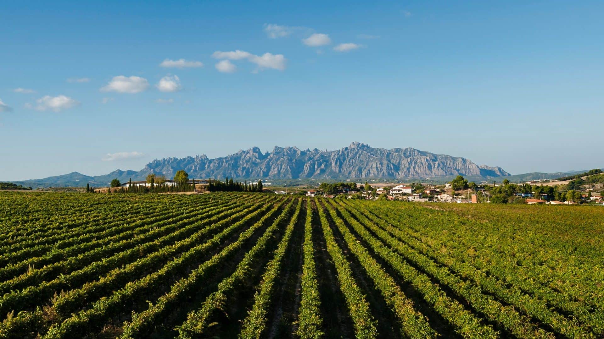 Montserrat Tour with Monastery visit and Wine Tasting in Penedés Small Group Day Tour - In out Barcelona Tours