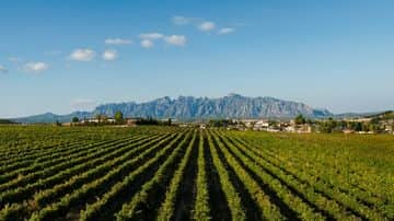 Montserrat Monastery Visit with Wine and Cava in Penedés Private Day Tour - In out Barcelona Tours